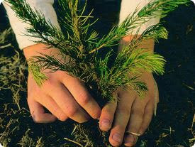 Arbor Day Art and Poetry