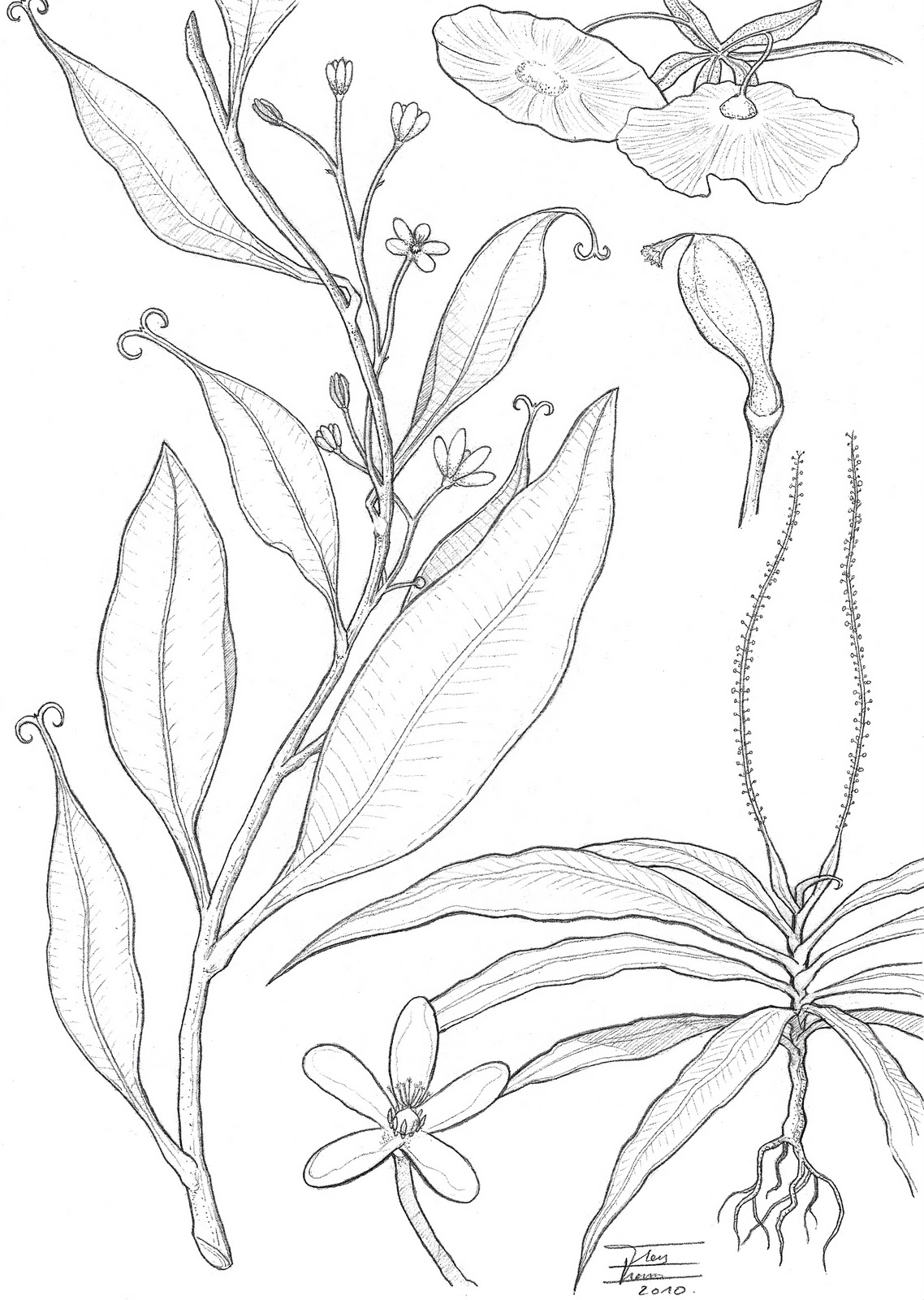 Triphyophyllum peltatum photos