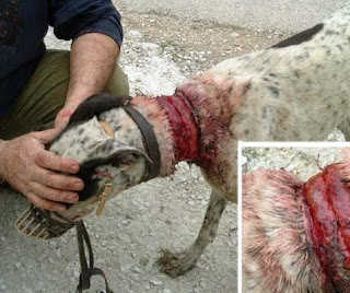 Galgo fotografiado en refugio. Fue rescatado con el cuello gravemente herido por un intento de ahorcamiento por parte de su dueño.