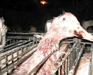 Pésimo y lamentable estado de aves en granja de engorde.