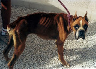 Boxer abandonado por sus dueños y recogido por refugio; padece una muy considerable pérdida muscular, igual que otros animales abandonados y encontrados en similares condiciones.