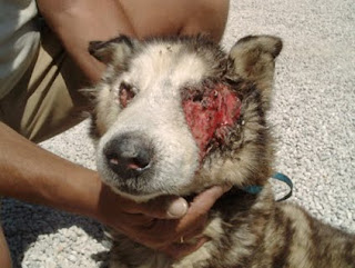 Algunos animales abandonados, como este cachorro, son encontrados con estados de salud deplorables o con importantes daños. Este cachorro presenta un serio daño en su cara, para mayor gravedad cerca de los ojos.