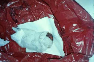 Cría de gato en laboratorio; su cráneo seccionado para utilizarlo en investigaciones sobre la ceguera.