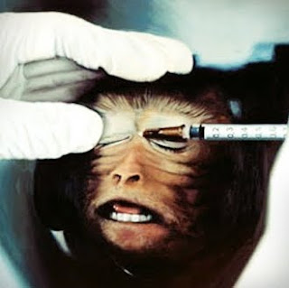 Cría de mono sometida a test Draize (Draize Eye Test).