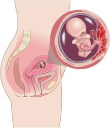 Week 10 Of Pregnancy: 12 Weeks