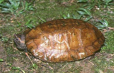 Notochelys platynota