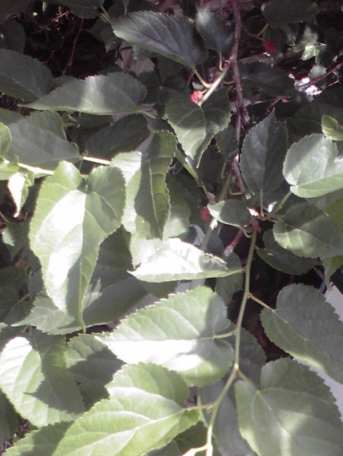 [2009052113560001.jpg]