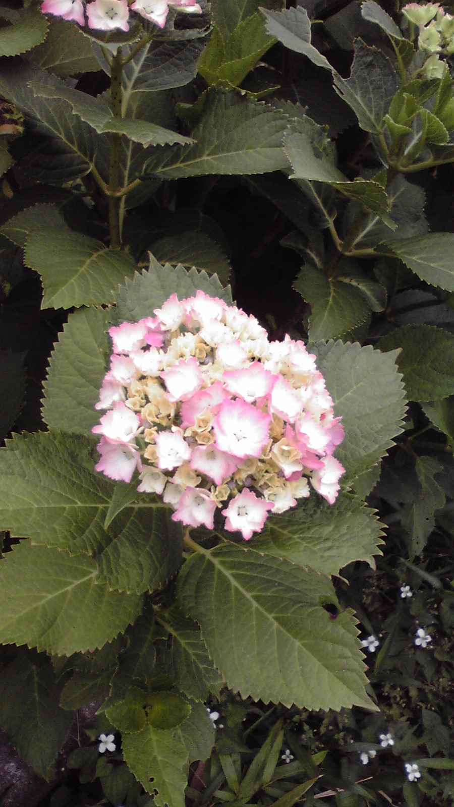 [2009060108130000.jpg]
