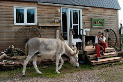Donkeys Are Equines Too