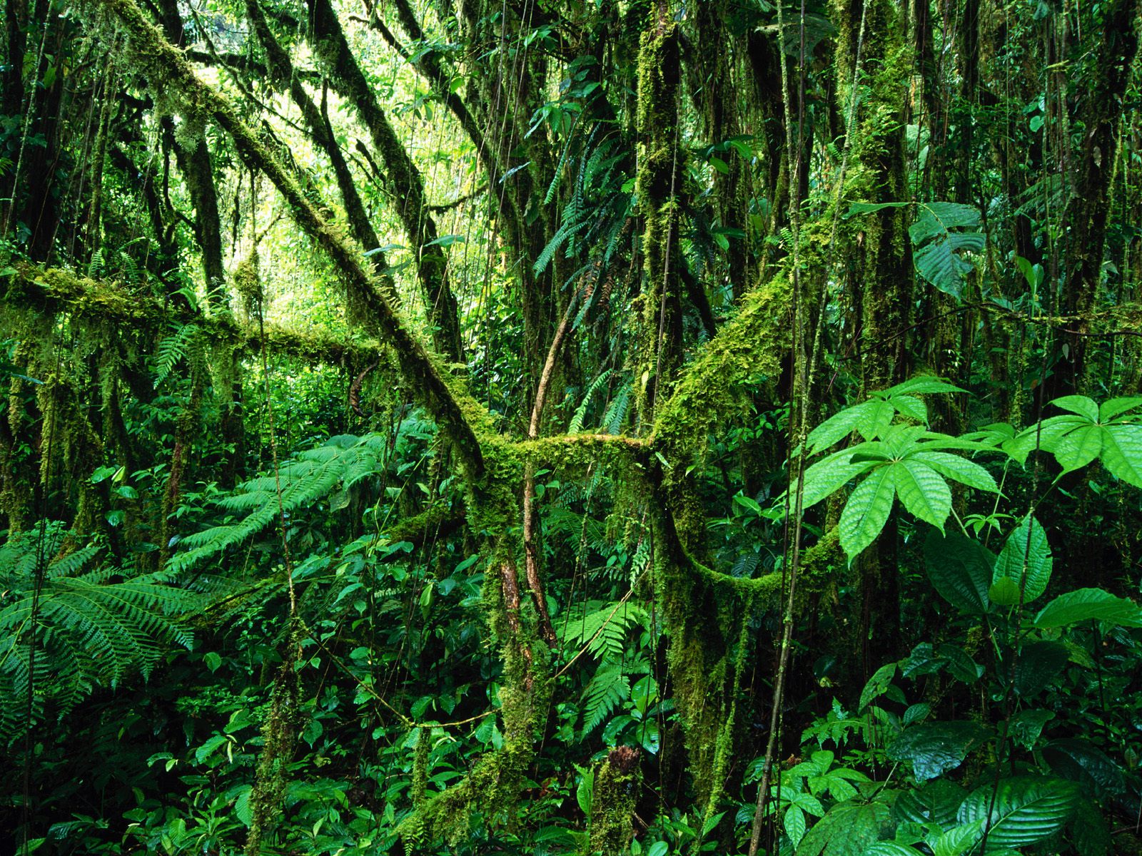 Bangladesh Rainforests