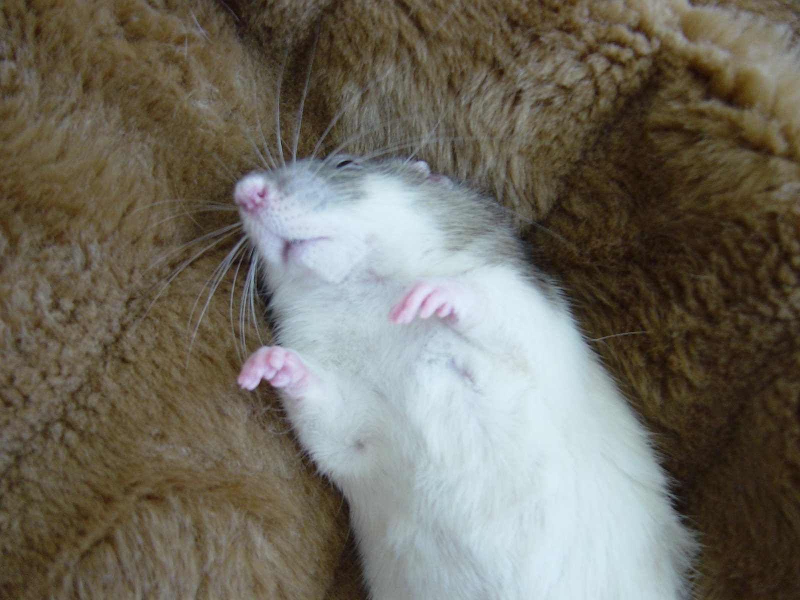 [paws+in+the+air.JPG]
