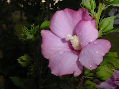 Rose of Sharon