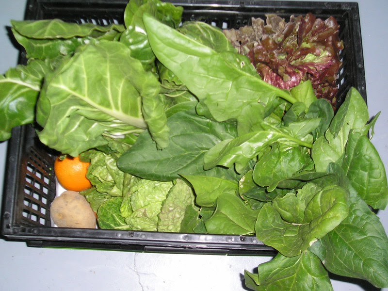 Caja de verdura, hortaliza y fruta de cultivo ecológico del 5 al 9 de