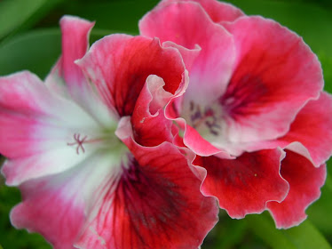 Pelargonium