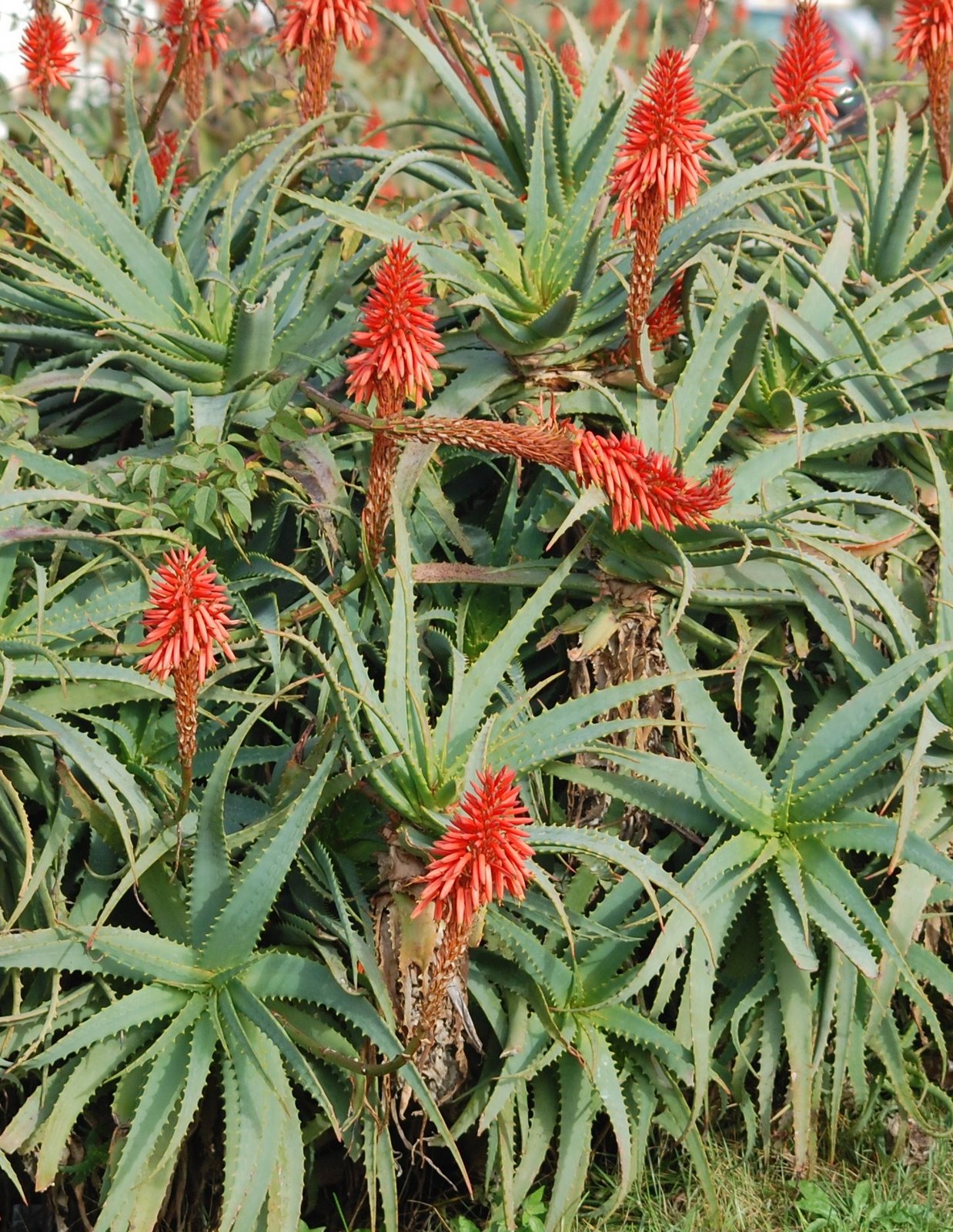 [aloe+arborescens+(4).JPG]