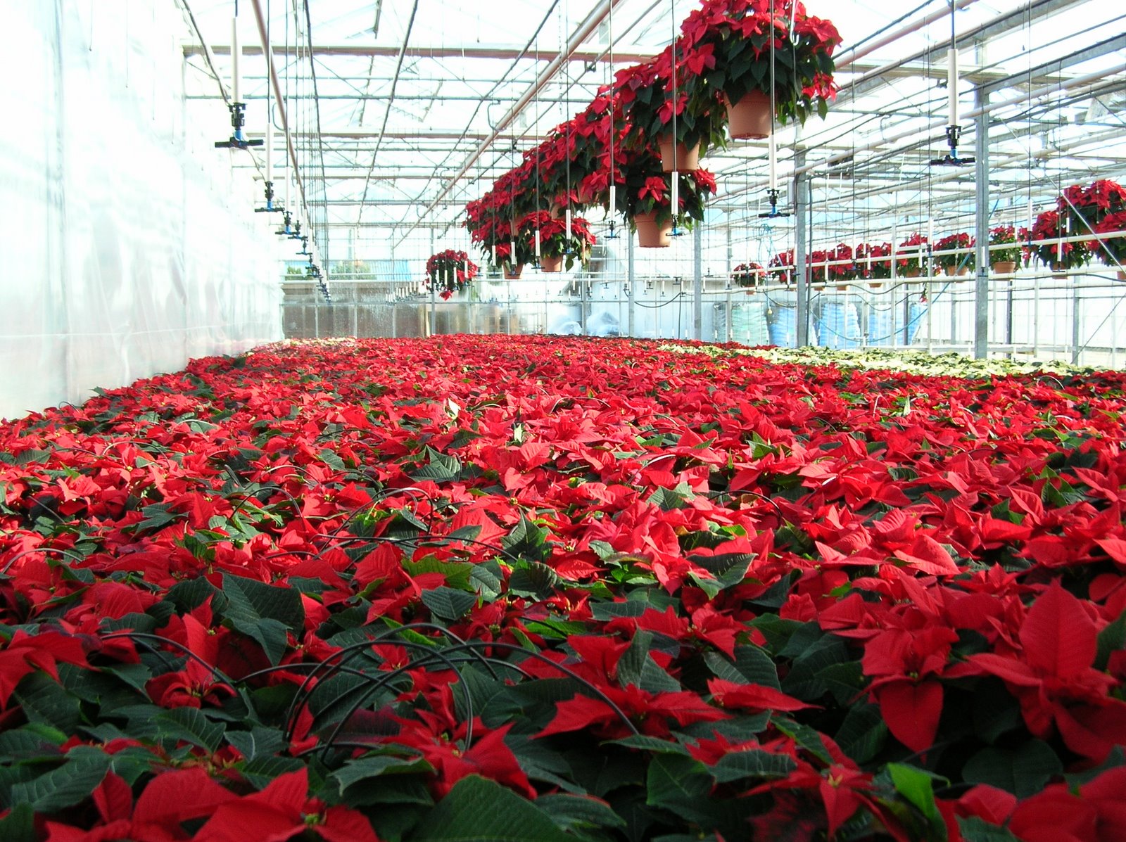 [Poinsettia+Open+House_November+2008+006.jpg]
