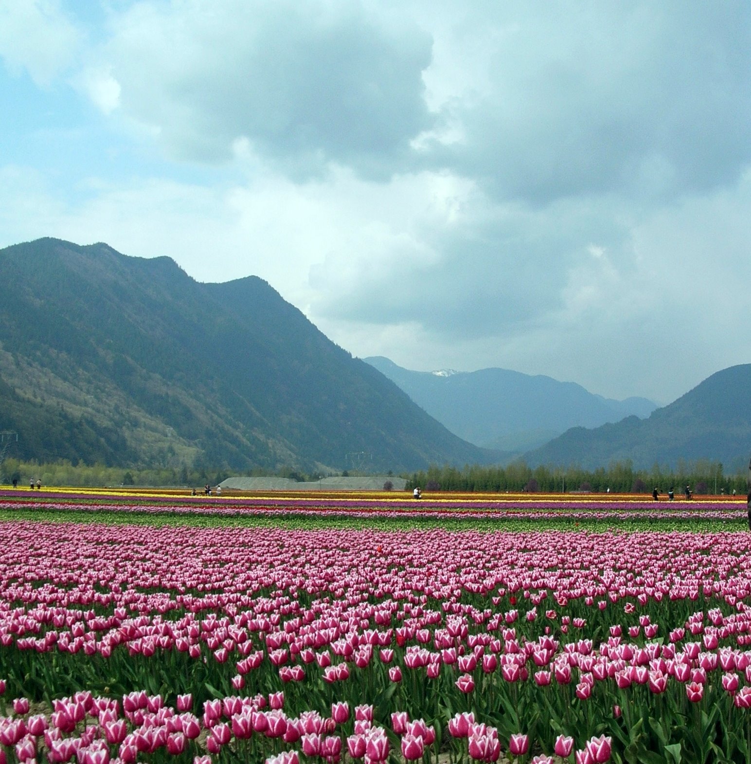 [Tulips+2009+(18).jpg]