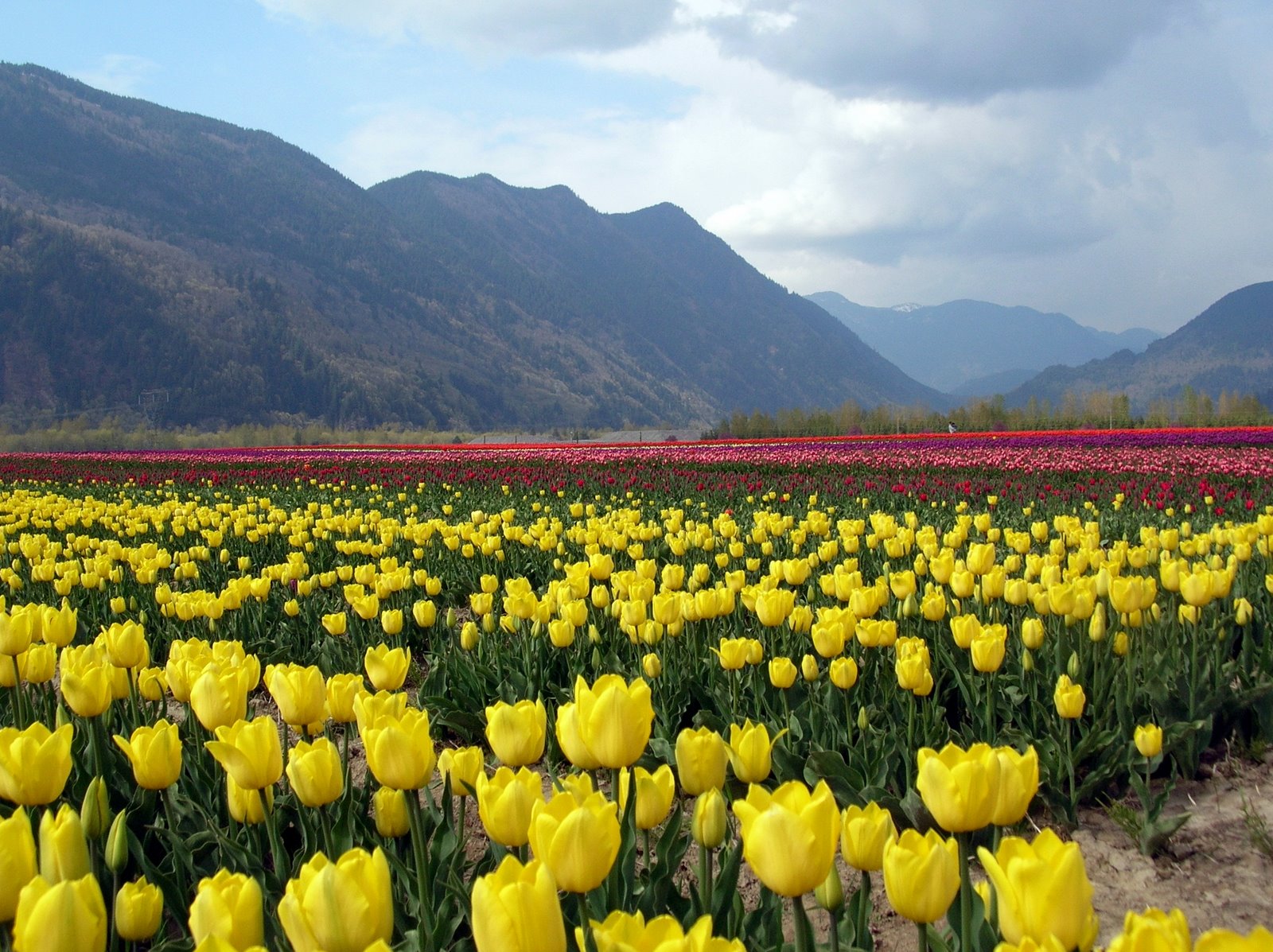 [Tulips+2009+(14).jpg]