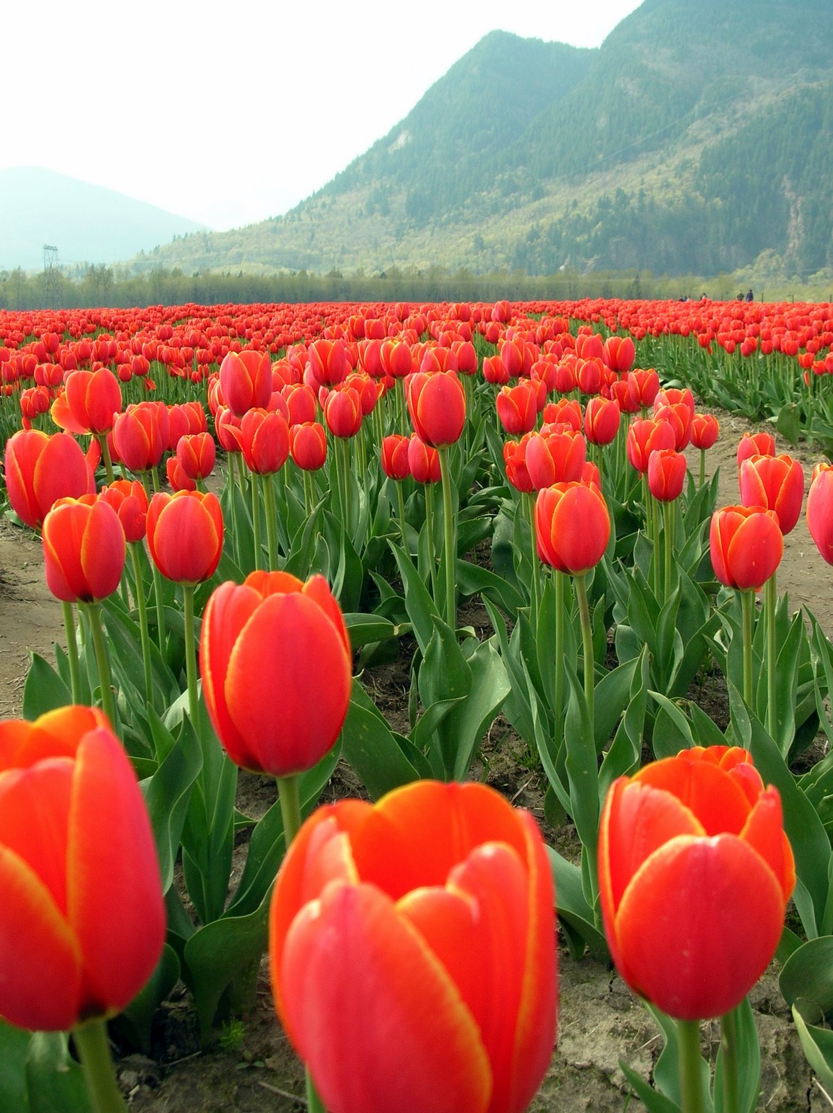 [Tulips+2009+(11).jpg]