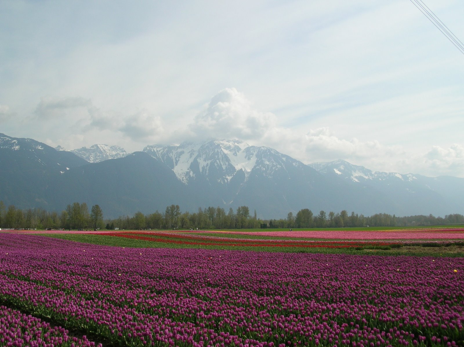 [Tulips+2009+(2).jpg]