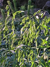 Chasmanthium latifolium-Northern Sea Oats