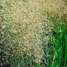 Deschampsia cespitosa-Hair Grass
