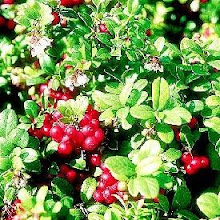 Vaccinium vitis-idaea-Lingonberry or Cowberry