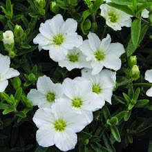 Arenaria montana-Mountain Sandwort