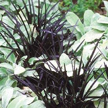 Ophiopogon planiscapus “Nigrescens”-Black Mondo Grass