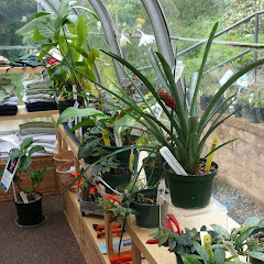Our Sales Area in the Garden Shop