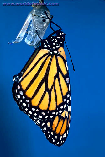 Butterfly From Cocoon