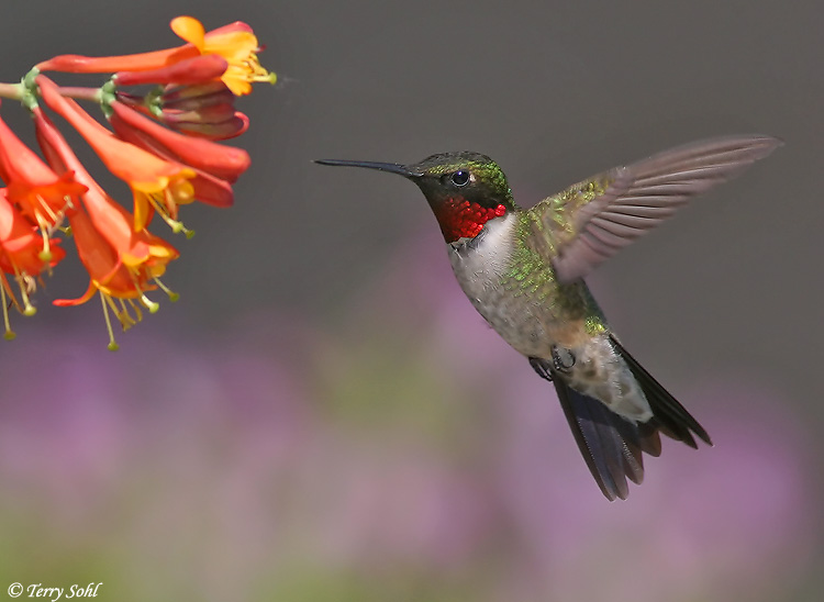 [ruby_throated_hummingbird_3.jpg]