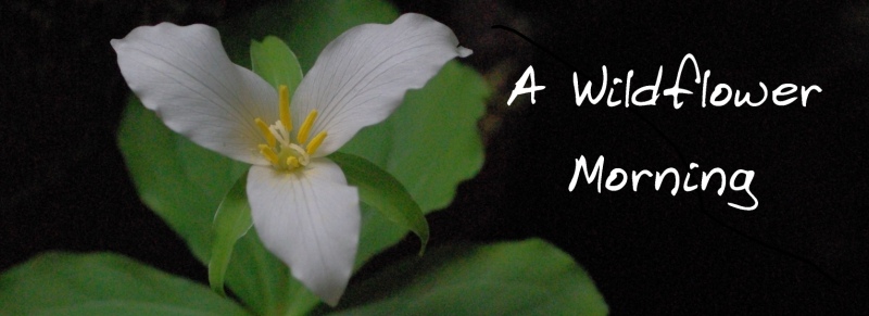 A Wildflower Morning