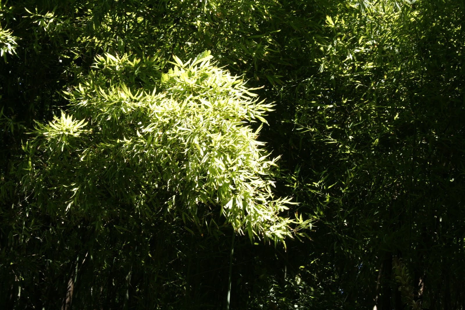 [20090729_IMG_0078.JPG]