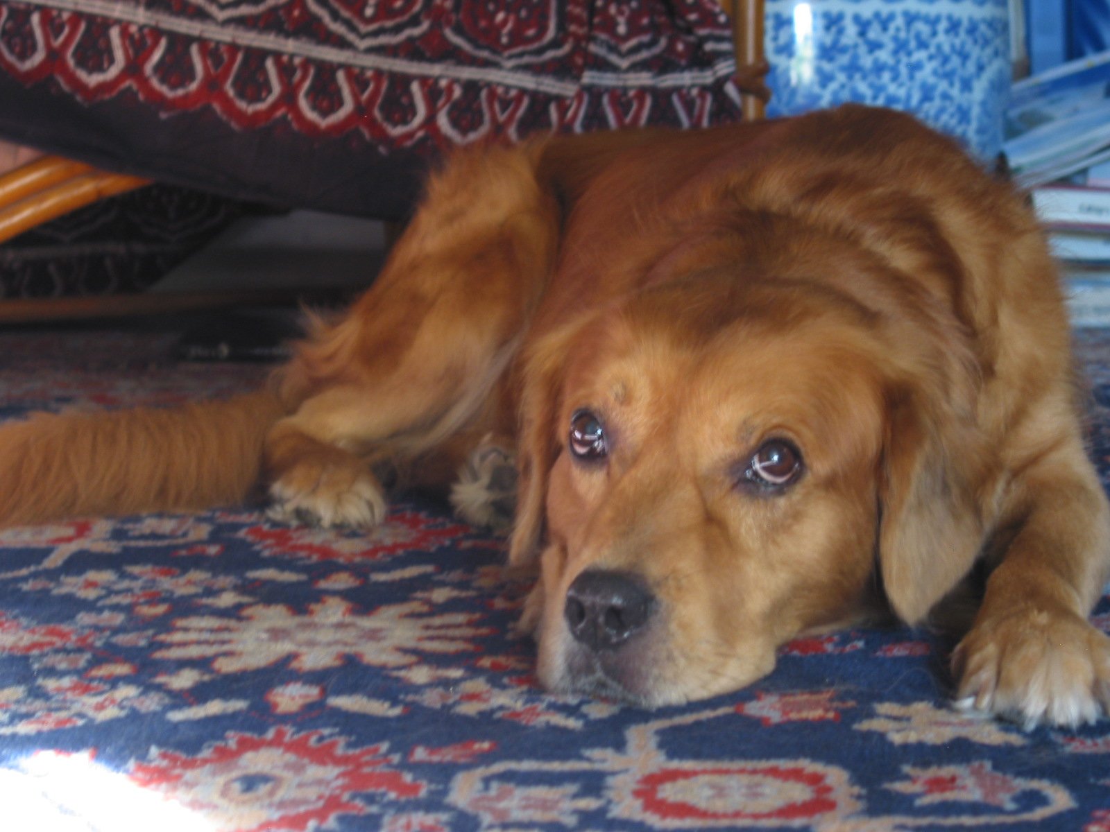 [Buddy+the+Innocent.jpg]