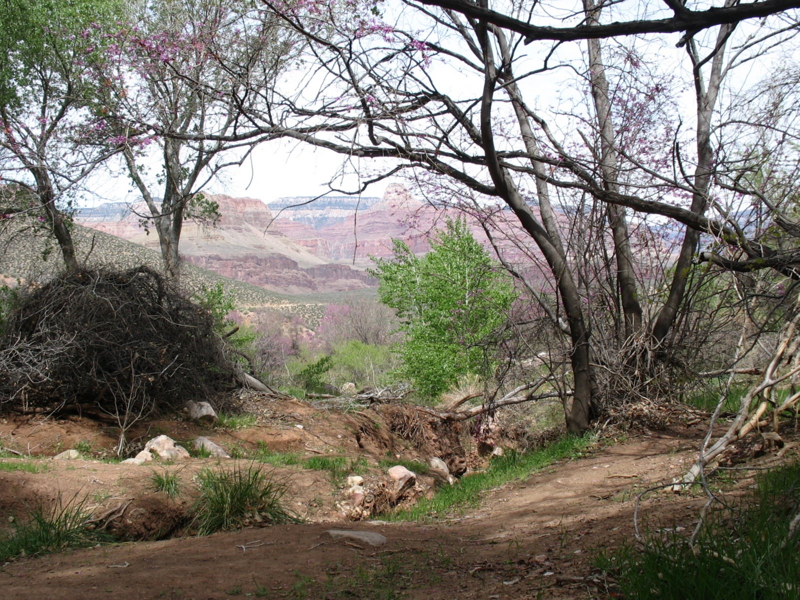 [2009+GC+Indian+Garden1.JPG]