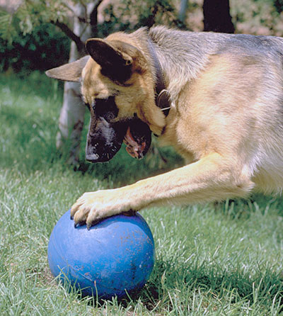 [dog.jpg]