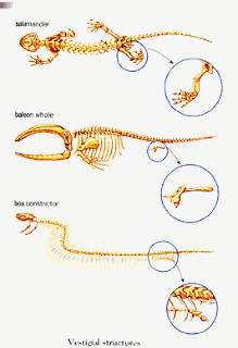 whale vestigial