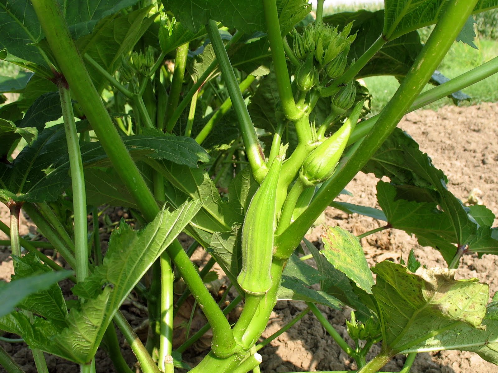 when to pick okra when to pick okra
