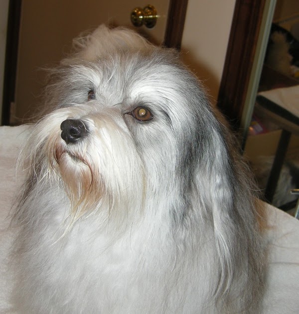 Talemaker Havanese Adventures Havanese Grooming Day Tips 1 More Done