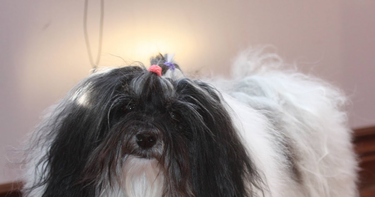 Everything Havanese Tips Havanese Cotton Coat Care