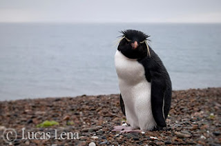 Fotógrafo de Aventura y Naturaleza: Lucas Lena Pingüino Penacho amarillo, perdido en las Playas de Península Valdés