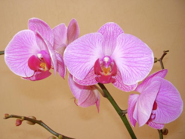 [Vnap_orchidea.jpg]