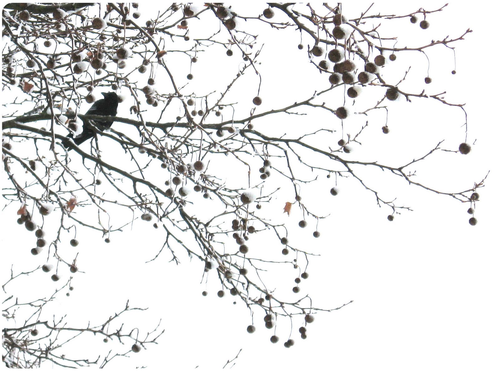 Crow Snow