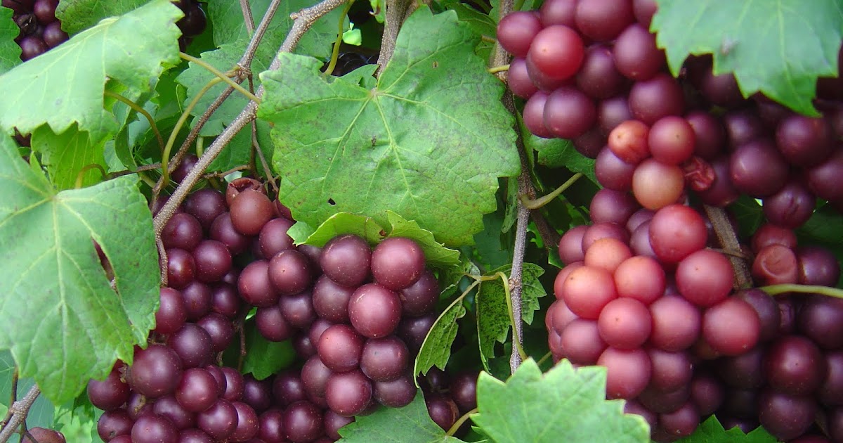 Gardening in Mississippi 10 Steps to Successful Muscadine Growing