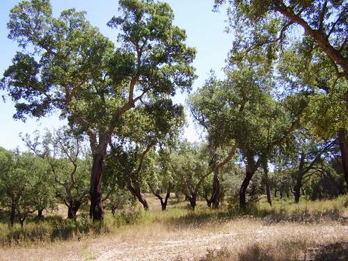 [arvores_alentejo.JPG]