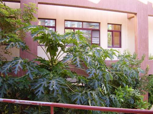 [Papaia_conjunto_1.JPG]