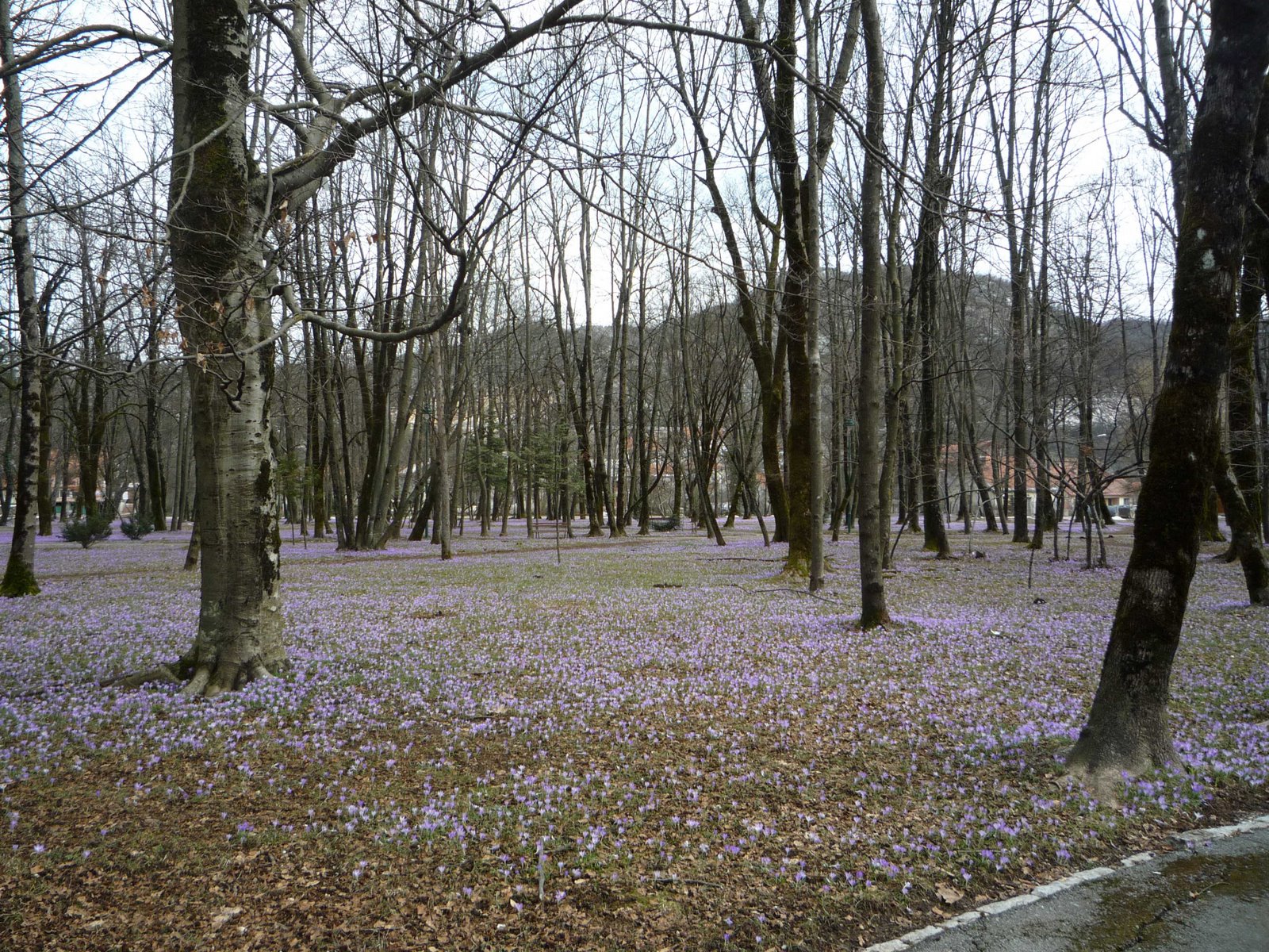 [park+i+kacuni+mart.jpg]