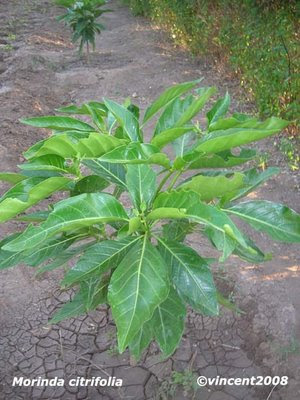 மஞ்சணத்தி Morinda+Citrifolia