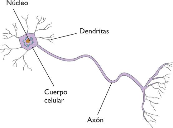 LA NEURONA Y SUS PARTES